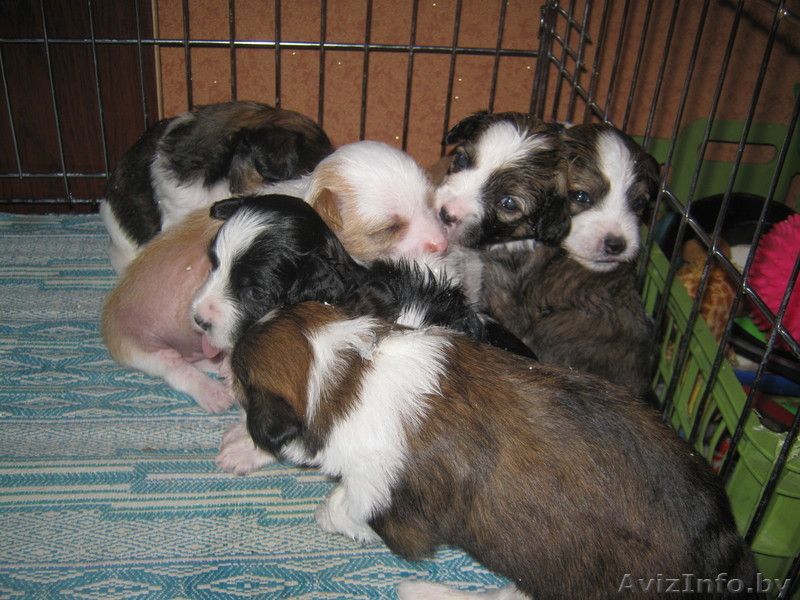 китайская хохлатая щенки - Изображение #1, Объявление #70521