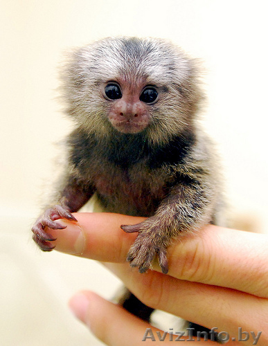  Мартышка Обезьяна для принятия - Изображение #1, Объявление #1202205