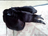 срочно в хорошие руки беспл - Изображение #2, Объявление #1582240