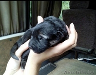 срочно в хорошие руки беспл - Изображение #1, Объявление #1582240