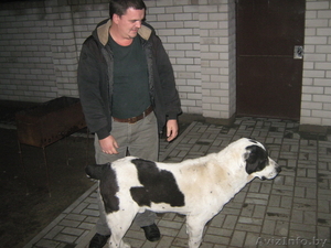 Продам щенка средне-азиатской овчарки - Изображение #5, Объявление #118627