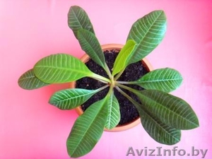 Молочай беложильчатый (euphorbia leuconeura)