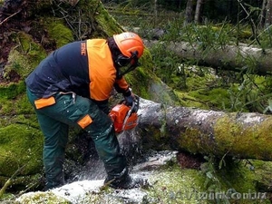 Спилка,  выкорчёвывание садовых дервьев