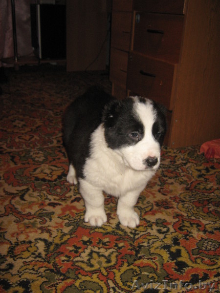 Продам щенка средне-азиатской овчарки - Изображение #3, Объявление #118627