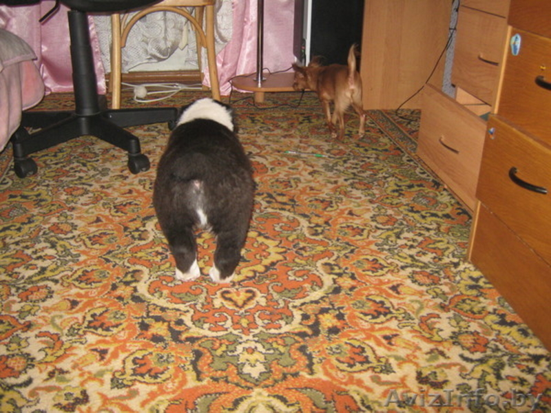 Продам щенка средне-азиатской овчарки - Изображение #4, Объявление #118627