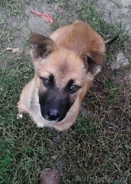 Отдадим щенков в хорошие руки - Изображение #1, Объявление #1153558