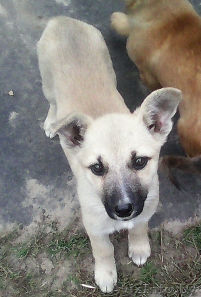 Отдадим щенков в хорошие руки - Изображение #2, Объявление #1153558