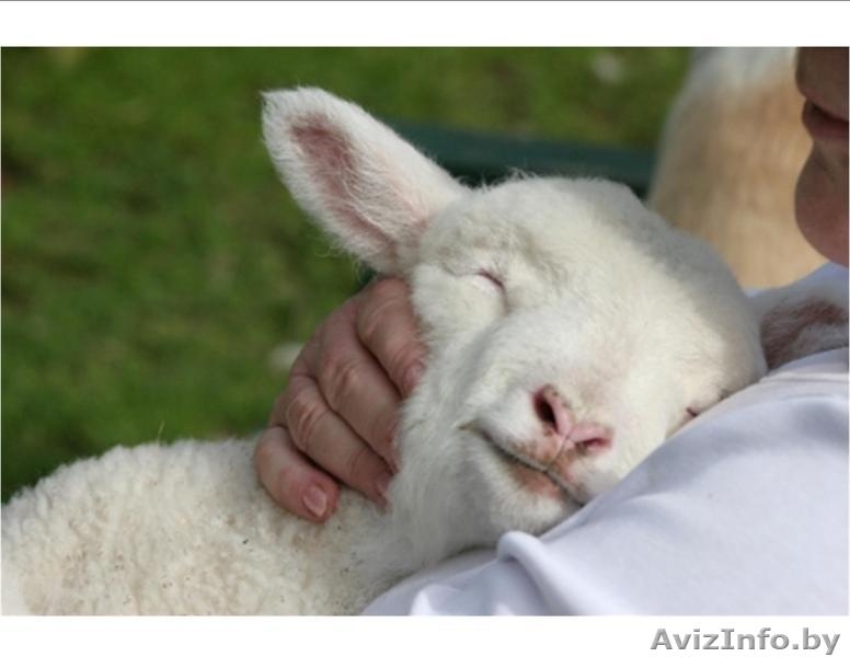 Овцы, овечки//////////// - Изображение #2, Объявление #1400551